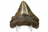 Serrated, Fossil Megalodon Tooth - Posterior Tooth #159747-2
